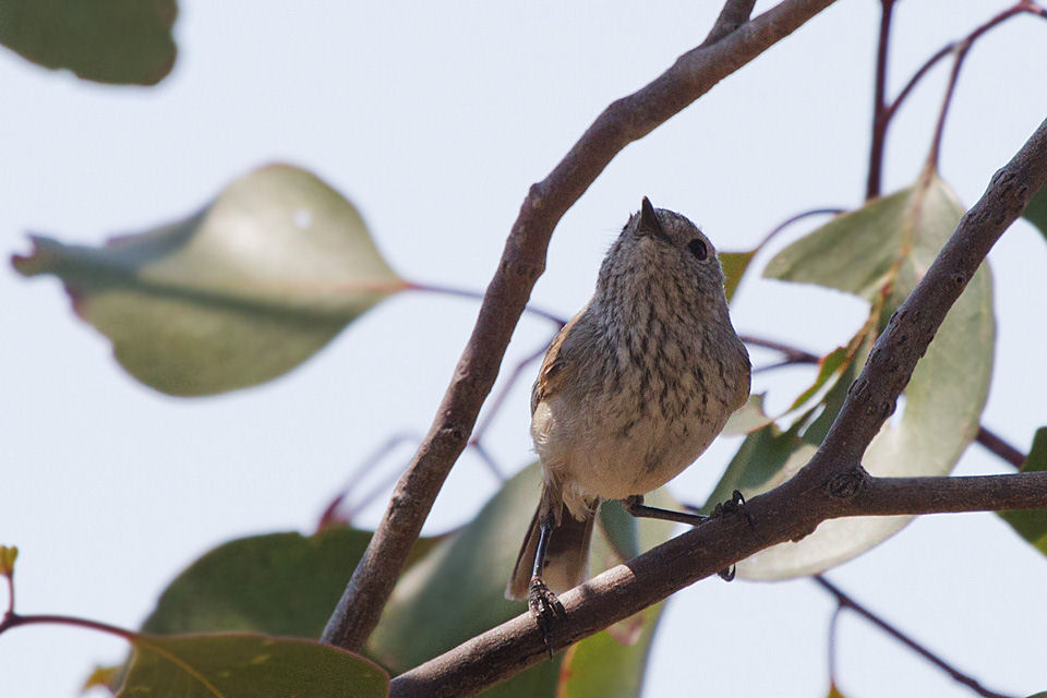 Inland Thornbill (Acanthiza apicalis)